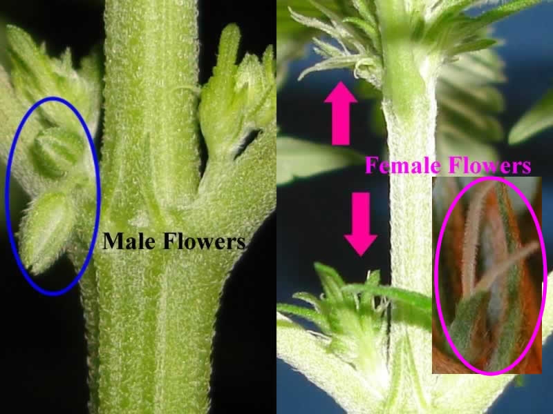 male-female-flowers.jpg