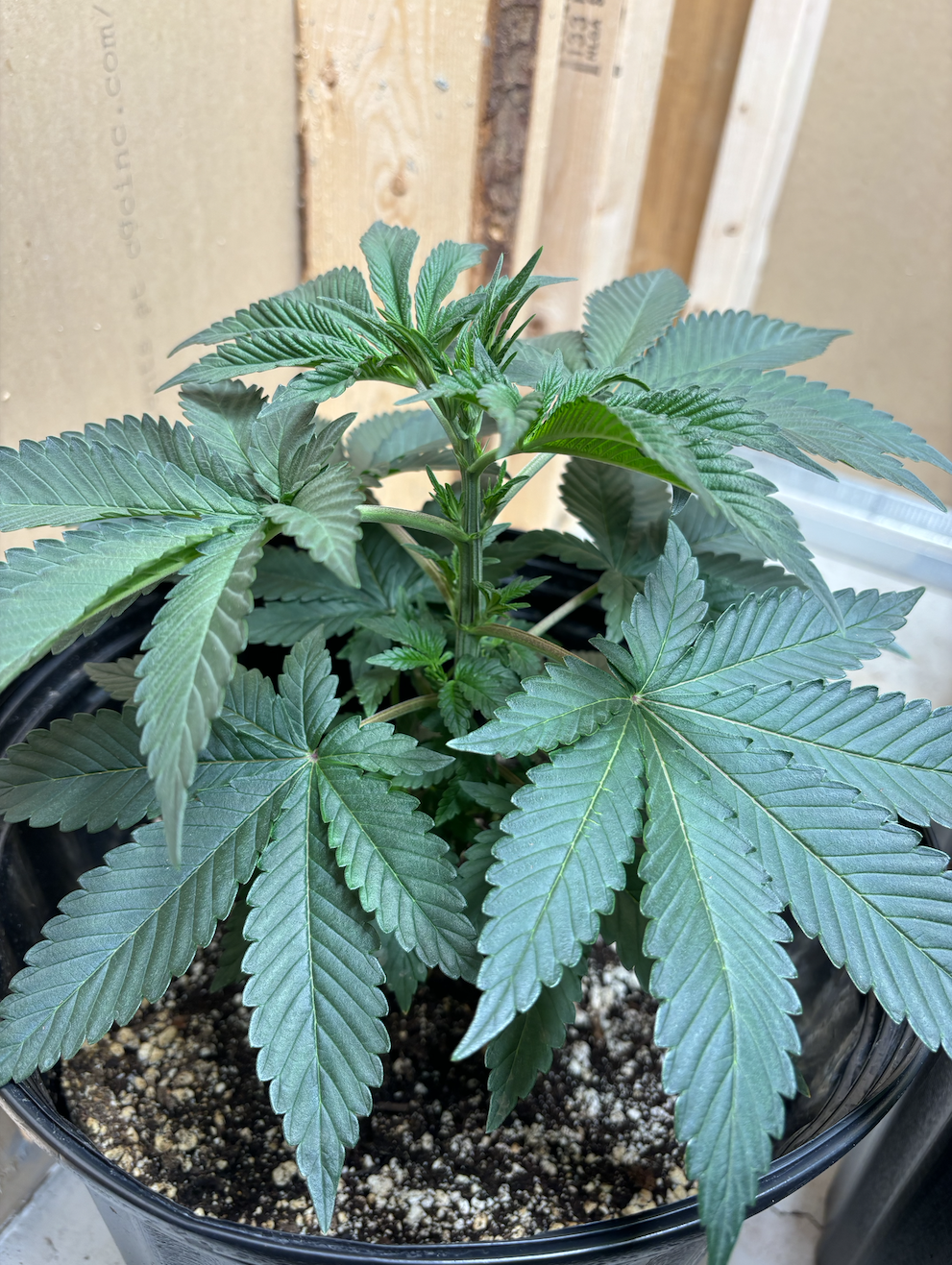 mango bubba 2 (female).png