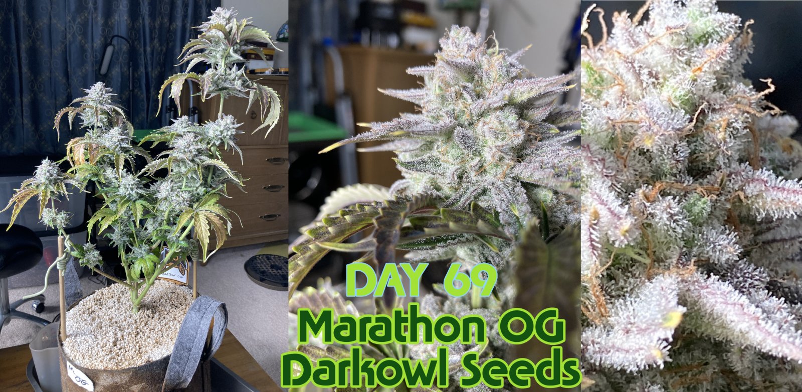 marathon og day 69.jpg