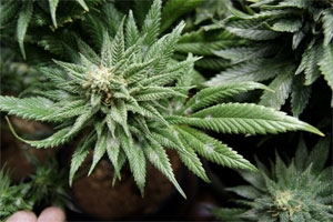 marijuana-buds-with-white-powdery-mildew-smlr.jpg