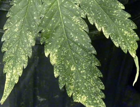 marijuana-thrips-spots-leaves-damage-closeup-sm.jpg