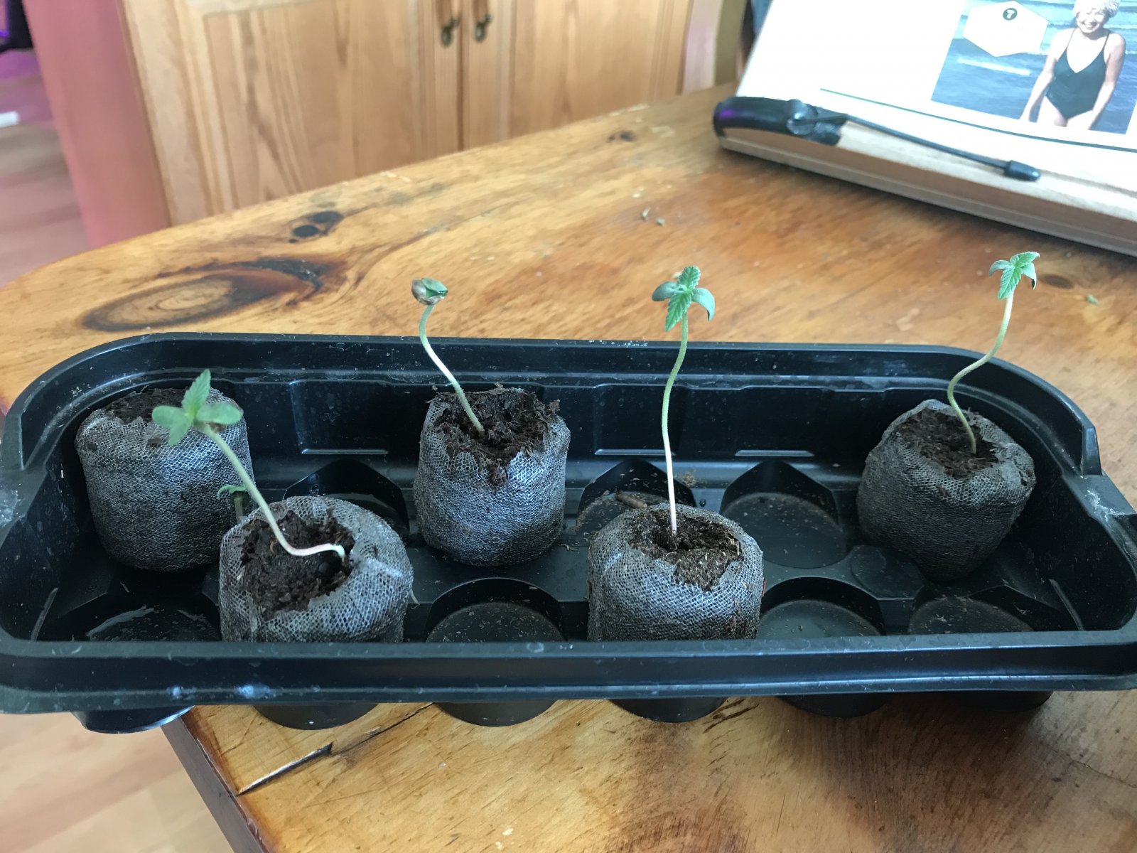 MD Seedlings in Peat Pods.jpeg