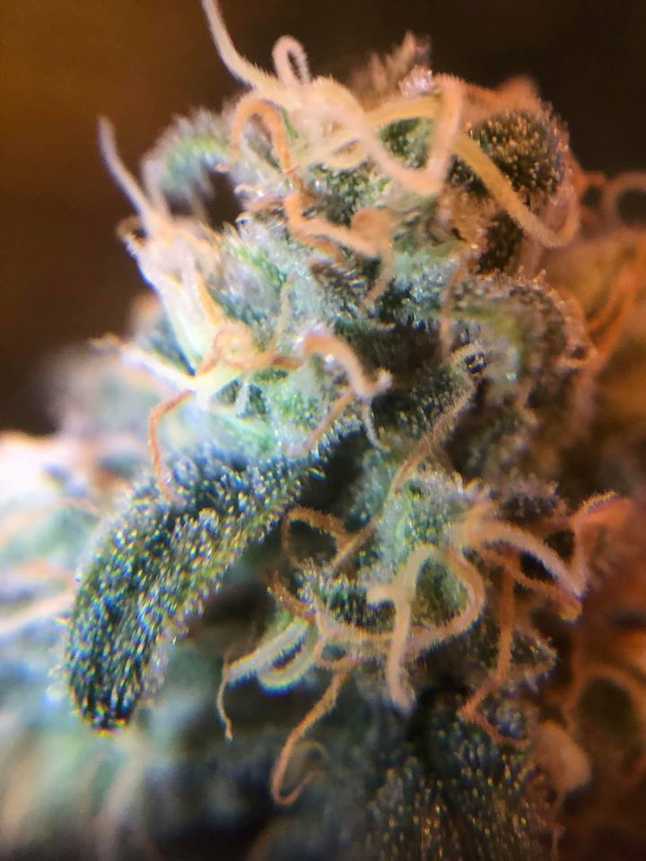 meh pheno trich 3.jpg