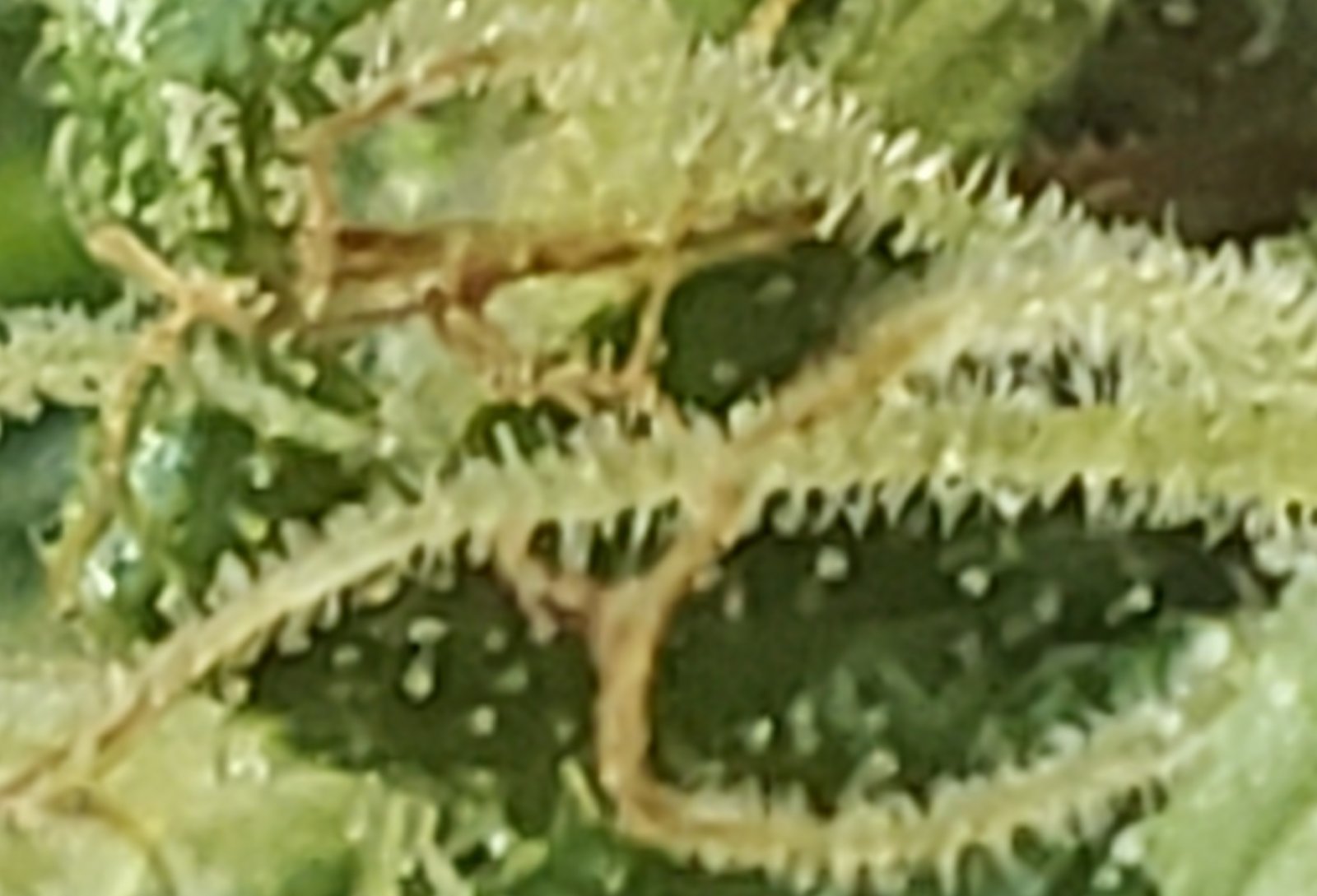 Mis1_trichomes_06142021.jpg