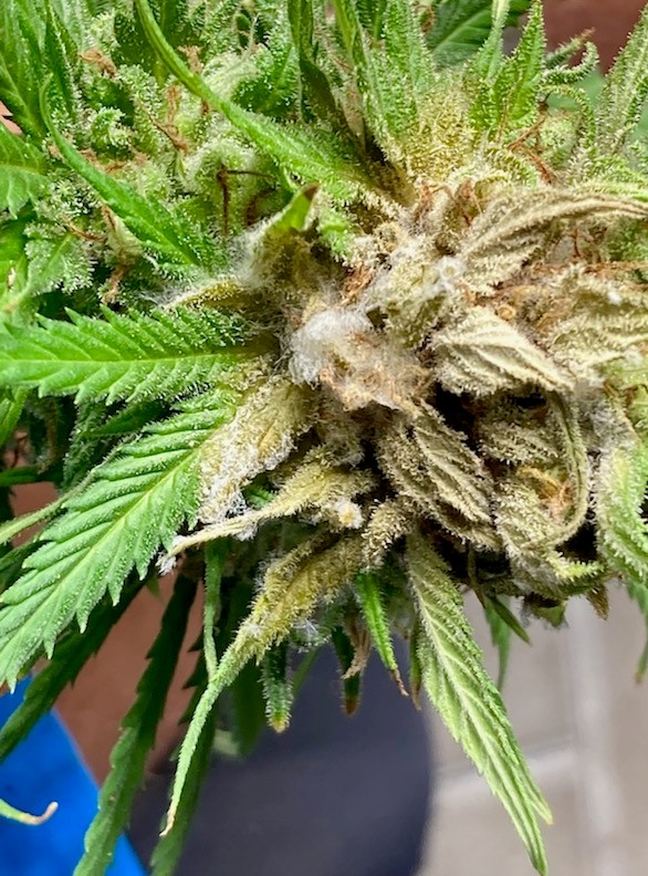 Mold on the plant.jpg