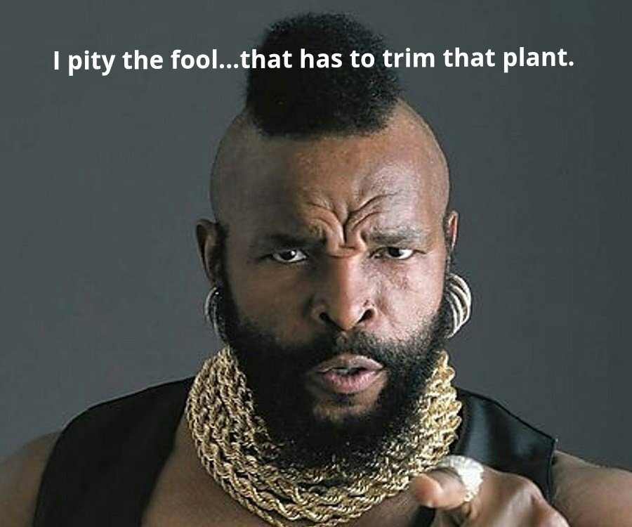 mr-t-1_kindlephoto-125899037.jpg