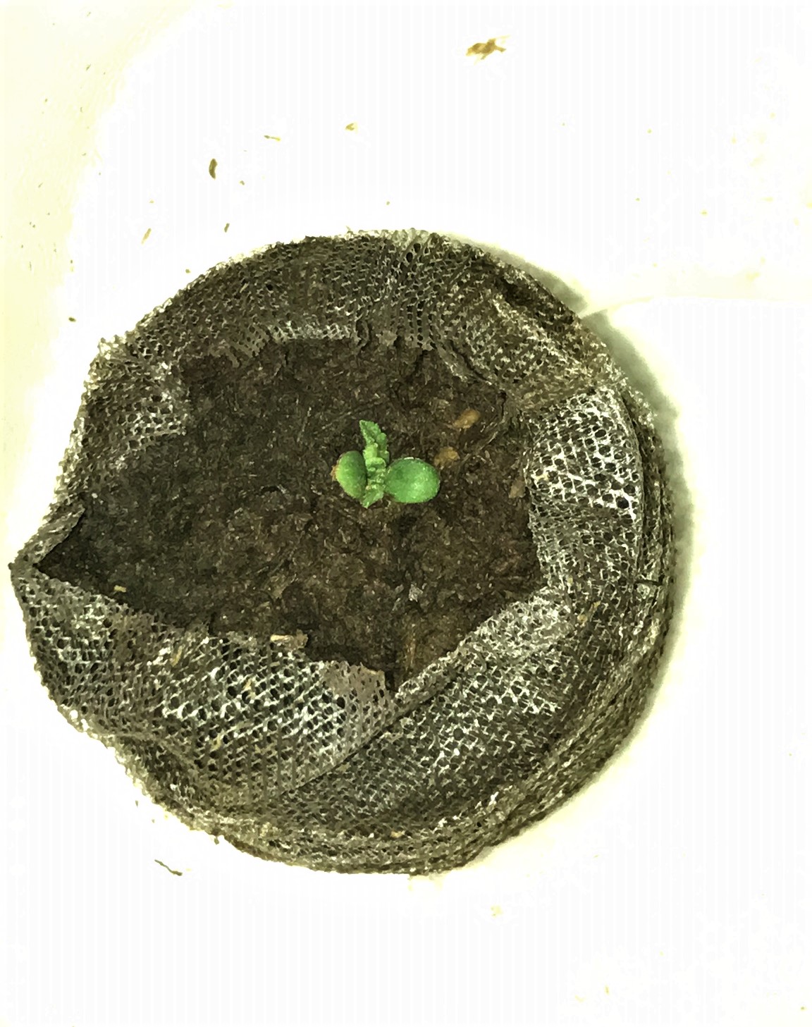 Naked seedling 11-20-21 Day6.JPG