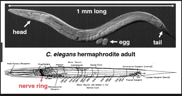 nematode.png