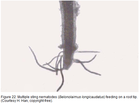 nematode2.png