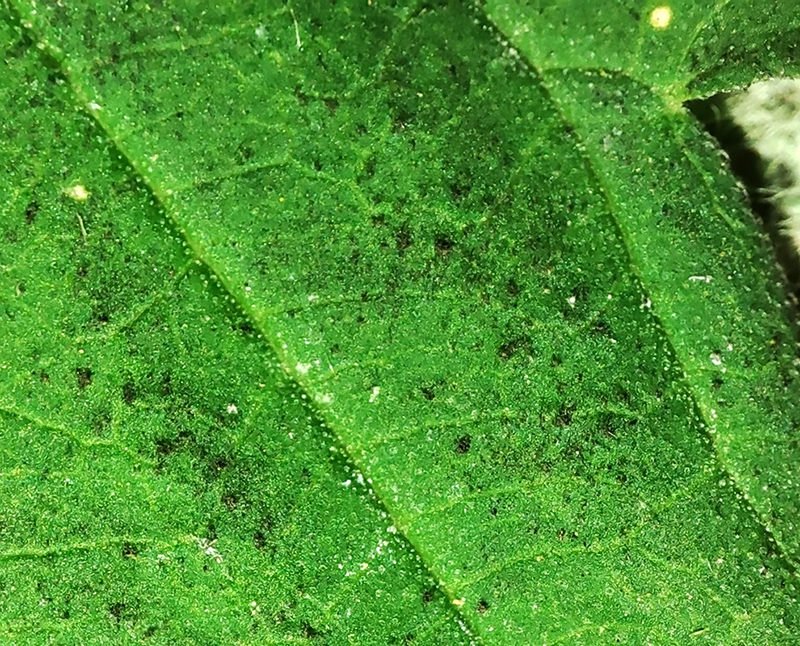 new_leaf_spot2.jpg