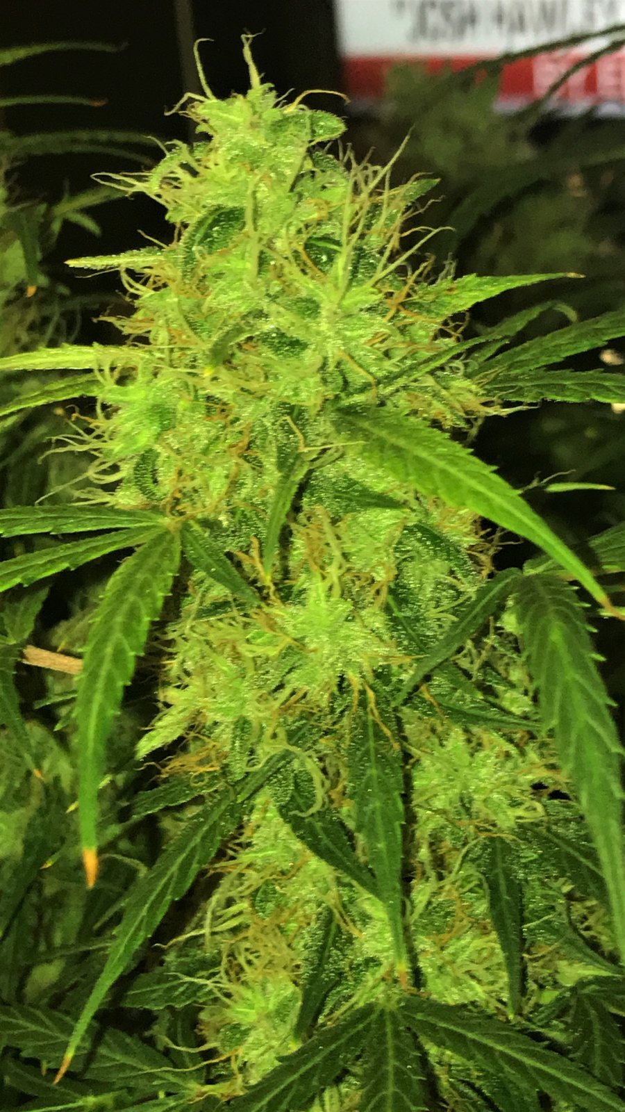 NLxPCK bud day 72.JPG