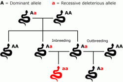 nnabis-Genetics-101-Stabilising-a-strain-2-250x167.gif