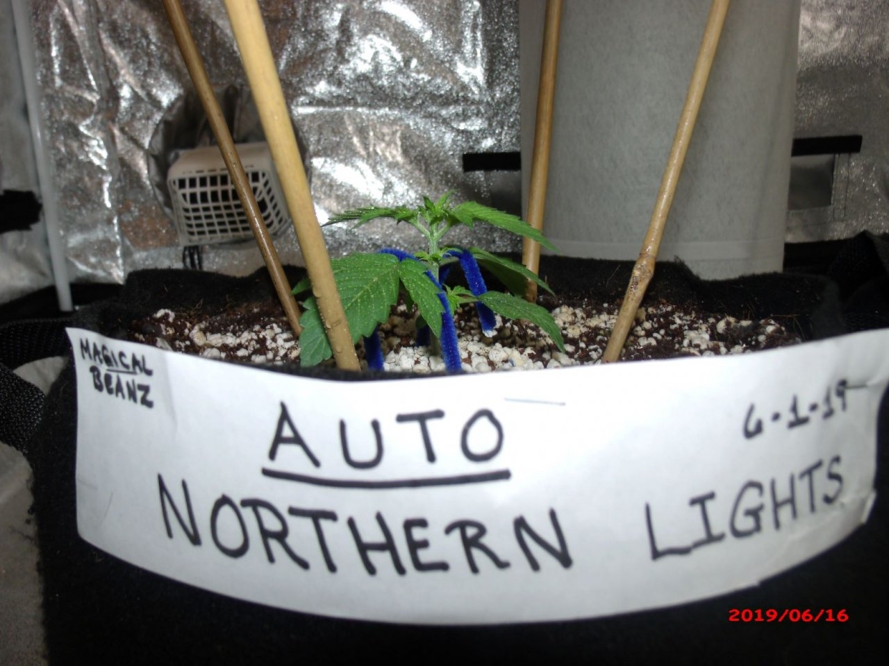 Northern Lights Day 15.JPG