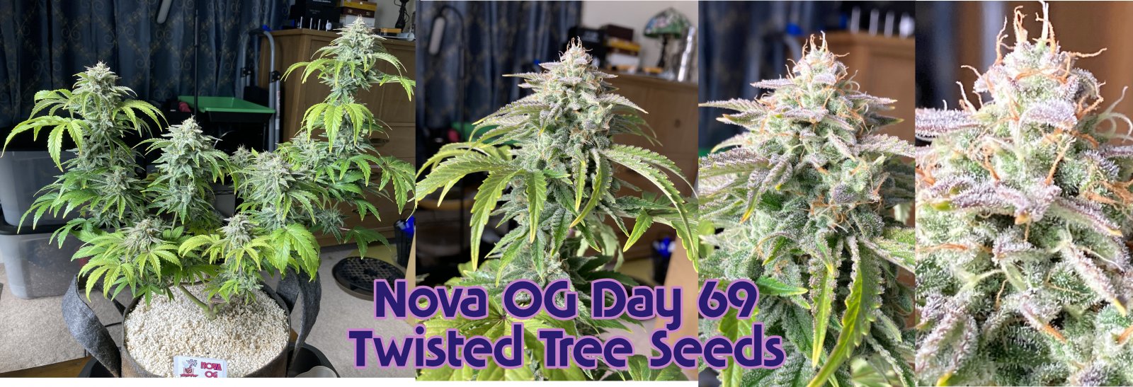 nova og day 69.jpg