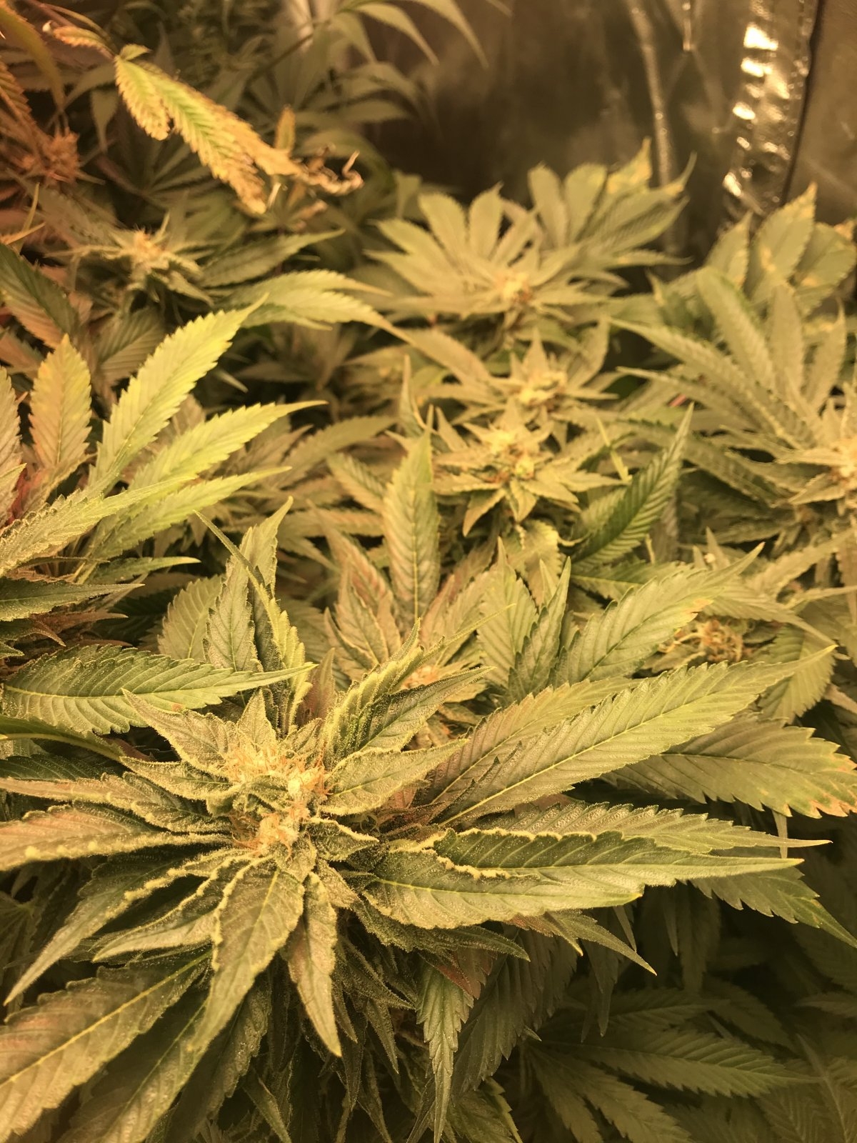 NYC Diesel day 55.jpg