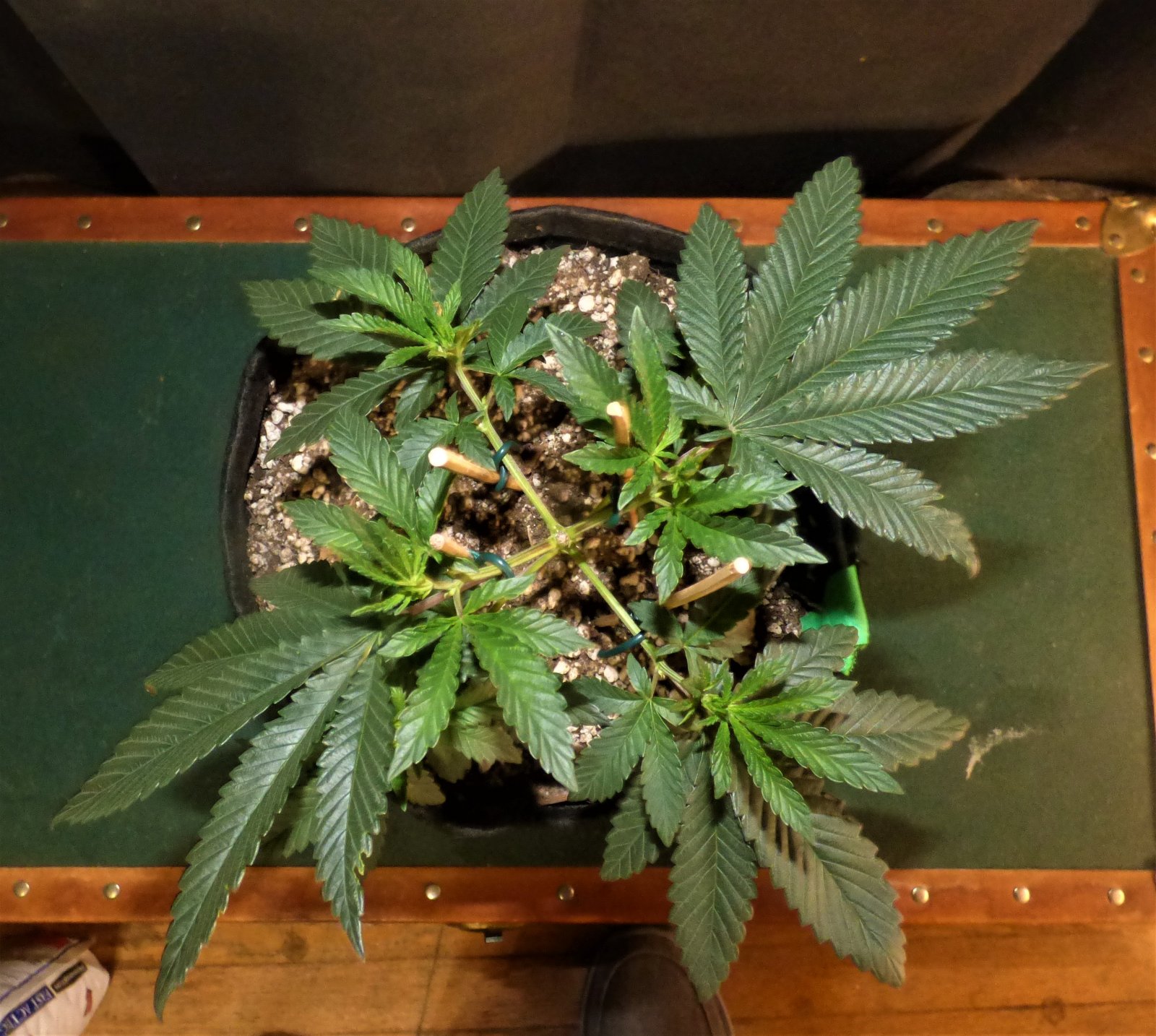 OG 10-6-21 Day29 LST start .JPG