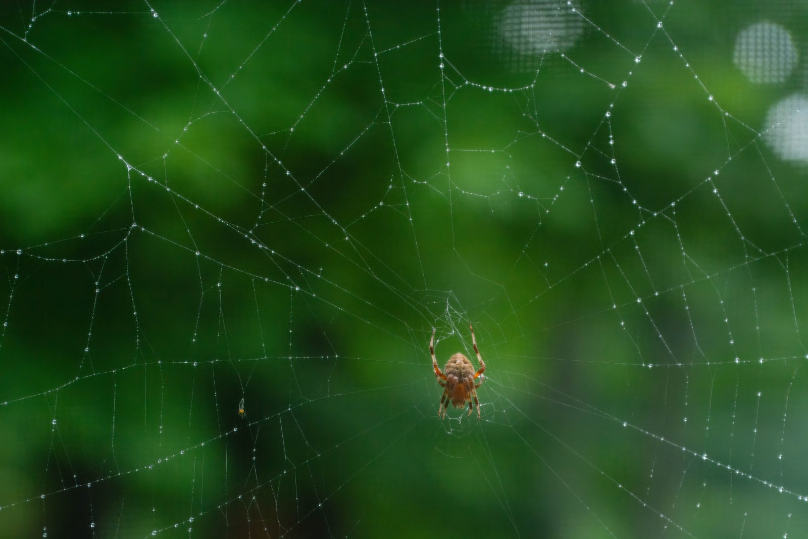 Orb Weaver and web-1.jpg