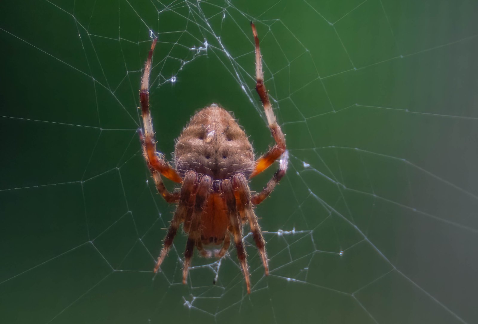 Orb Weaver Close up-1.jpg