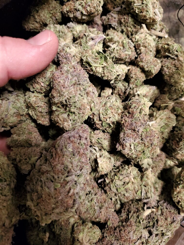 Oregon Peanut Butter Breath from Yoda.jpg