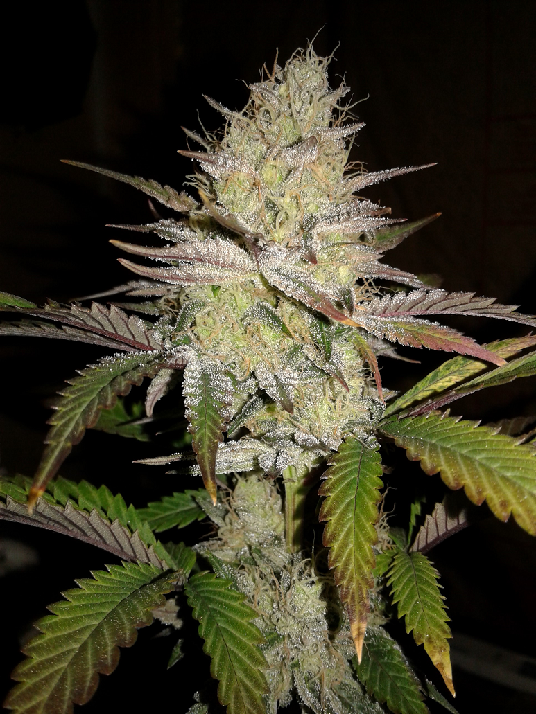 Orgi F2 (Pheno 2) 64 Days.png