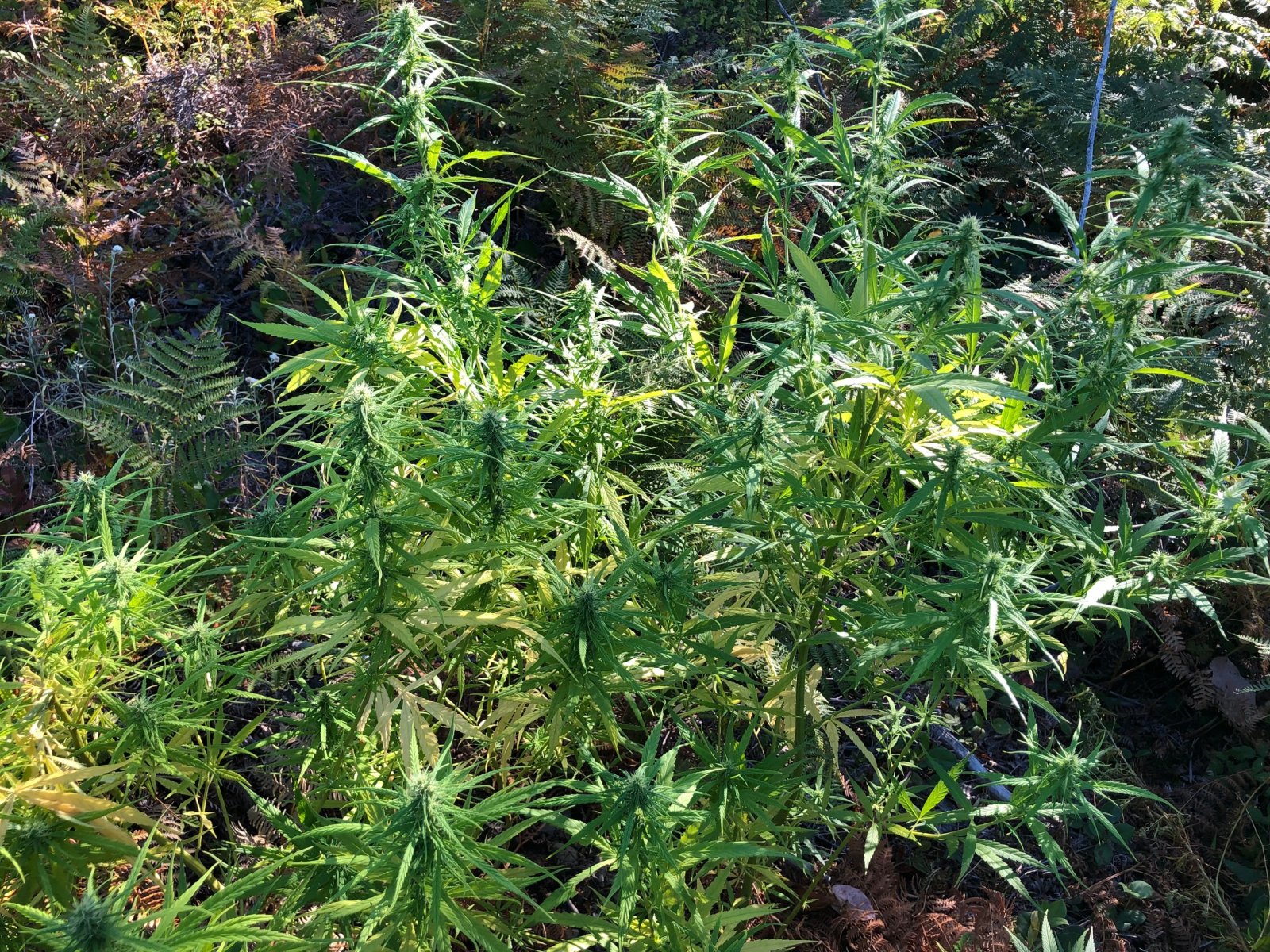 Outdoor buds sativa dominant second view.jpg