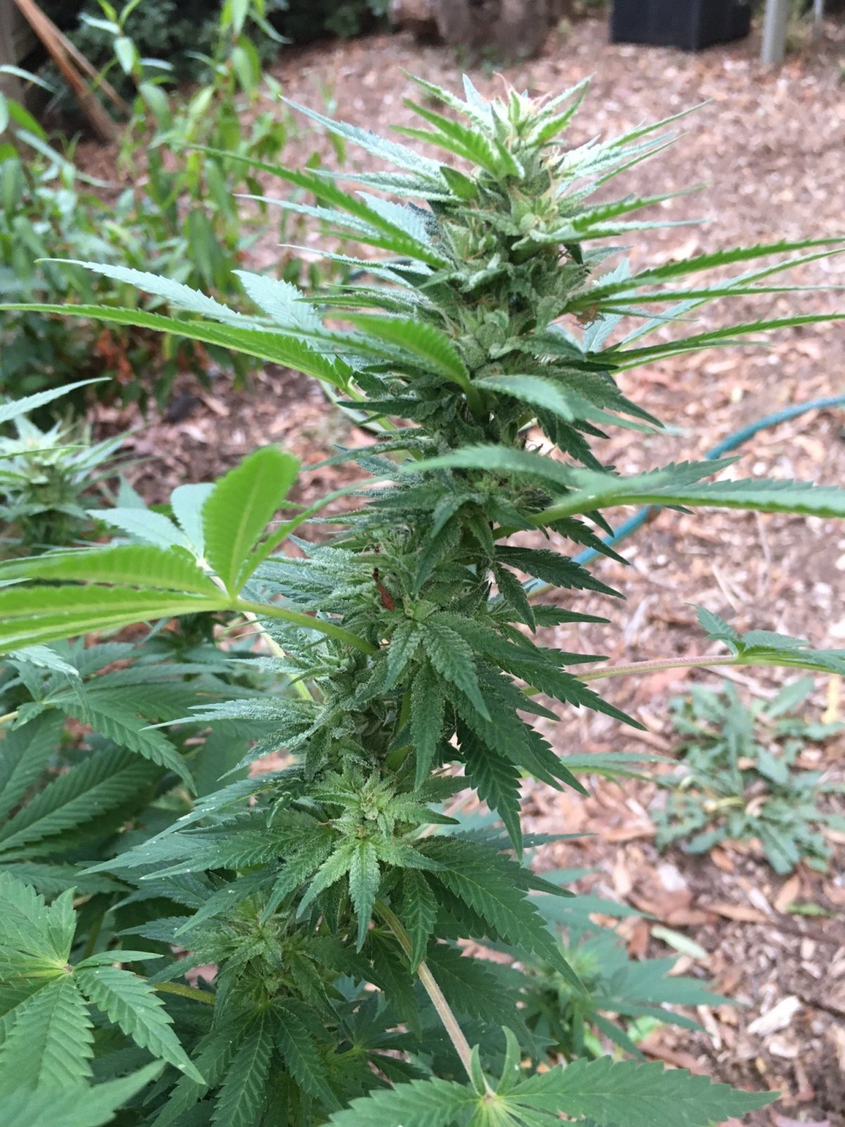 Outdoor Chocolate Indica1.JPG