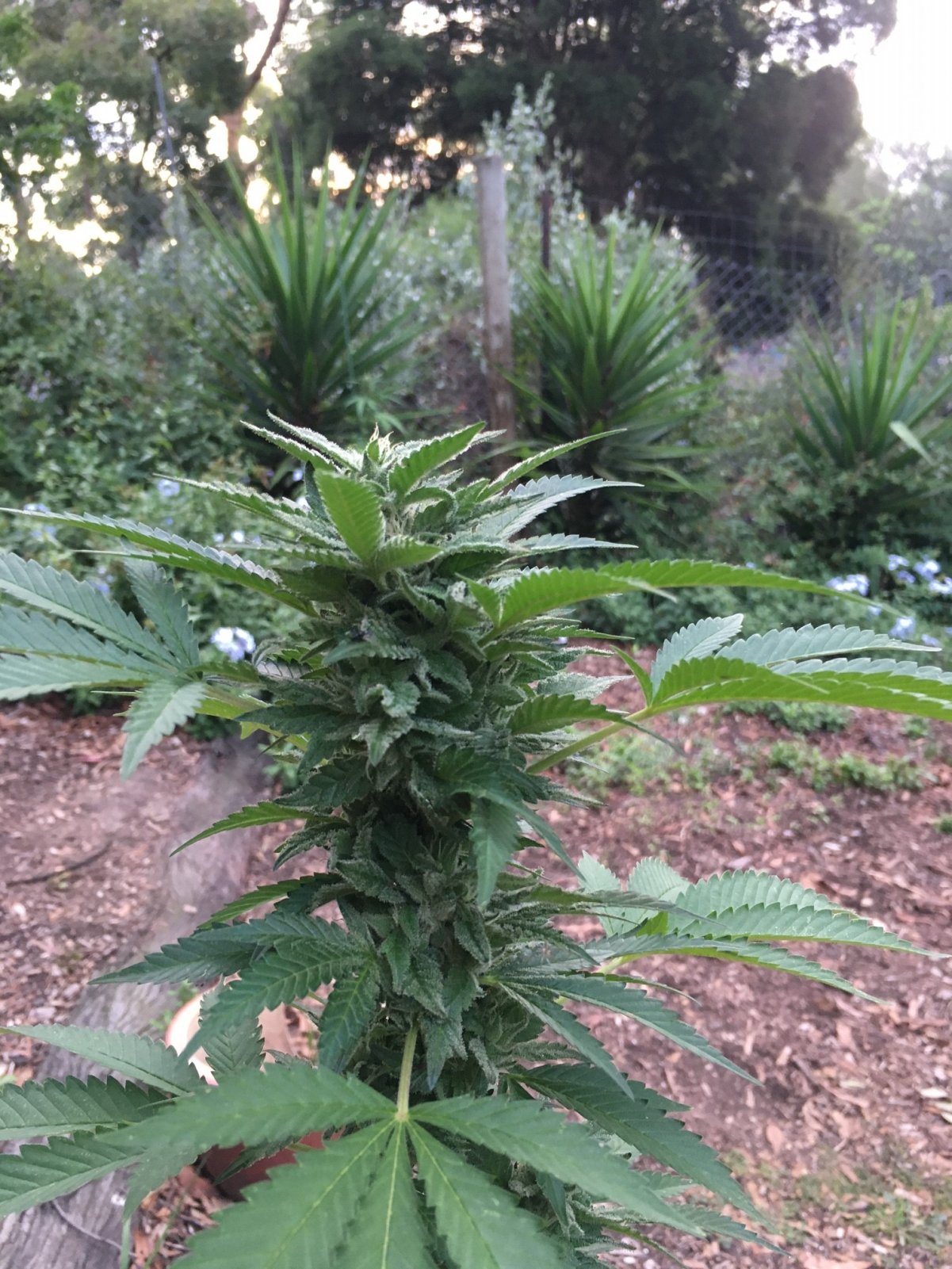 Outdoor Chocolate Indica6.JPG