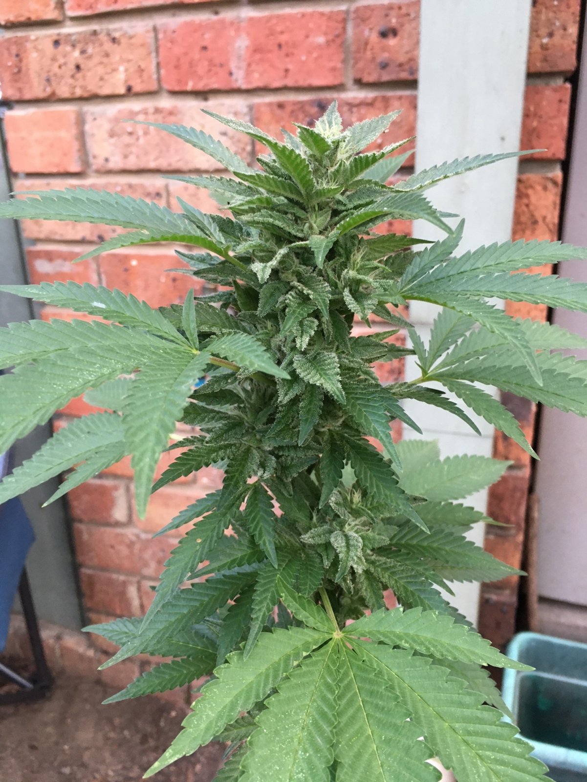 Outdoor Chocolate Indica7.JPG