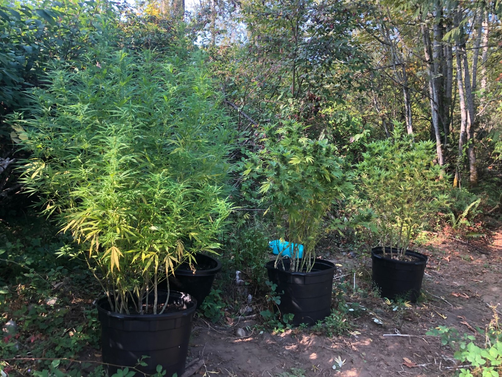 Outdoor grow late finish.jpg