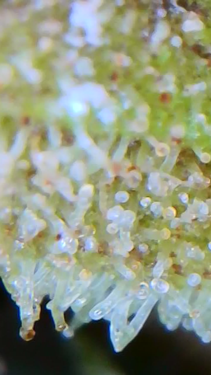 OutsideChoc_trichomes2_10182021.jpg