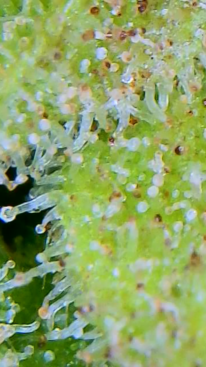 OutsideChoc_trichomes_10182021.jpg