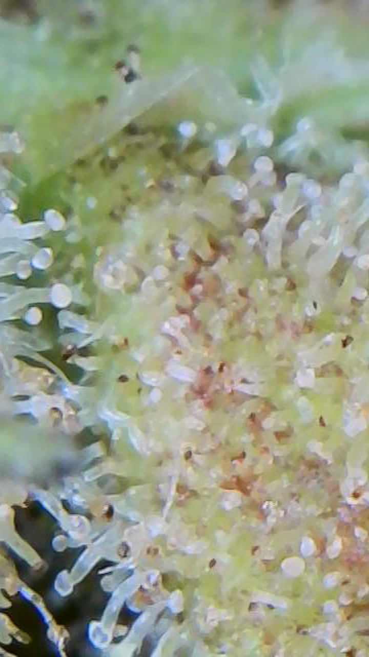 OutsideChoc_Trichomes_10212021.jpg