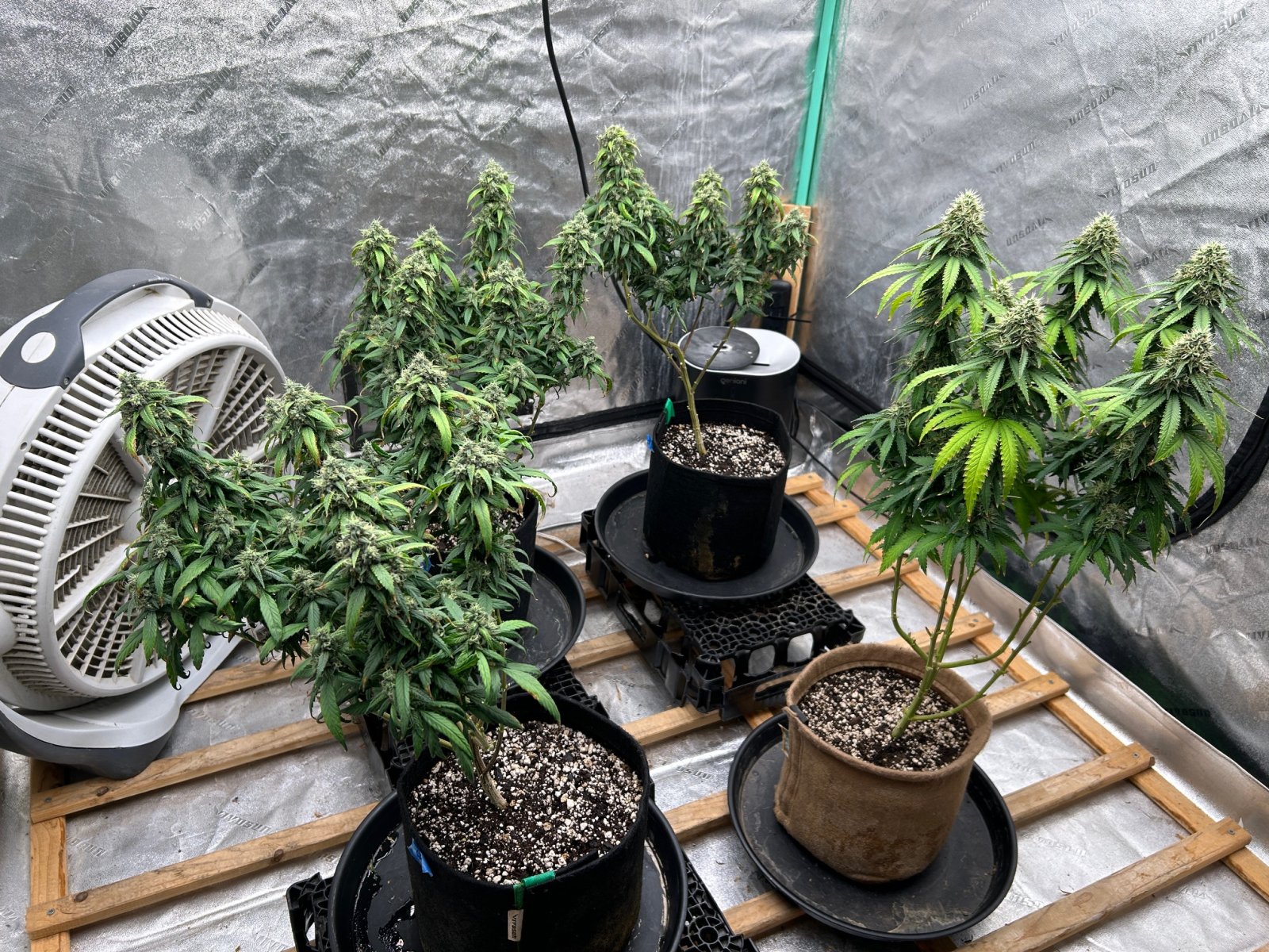 P2 clone 8-27-24 F47 tent.JPG