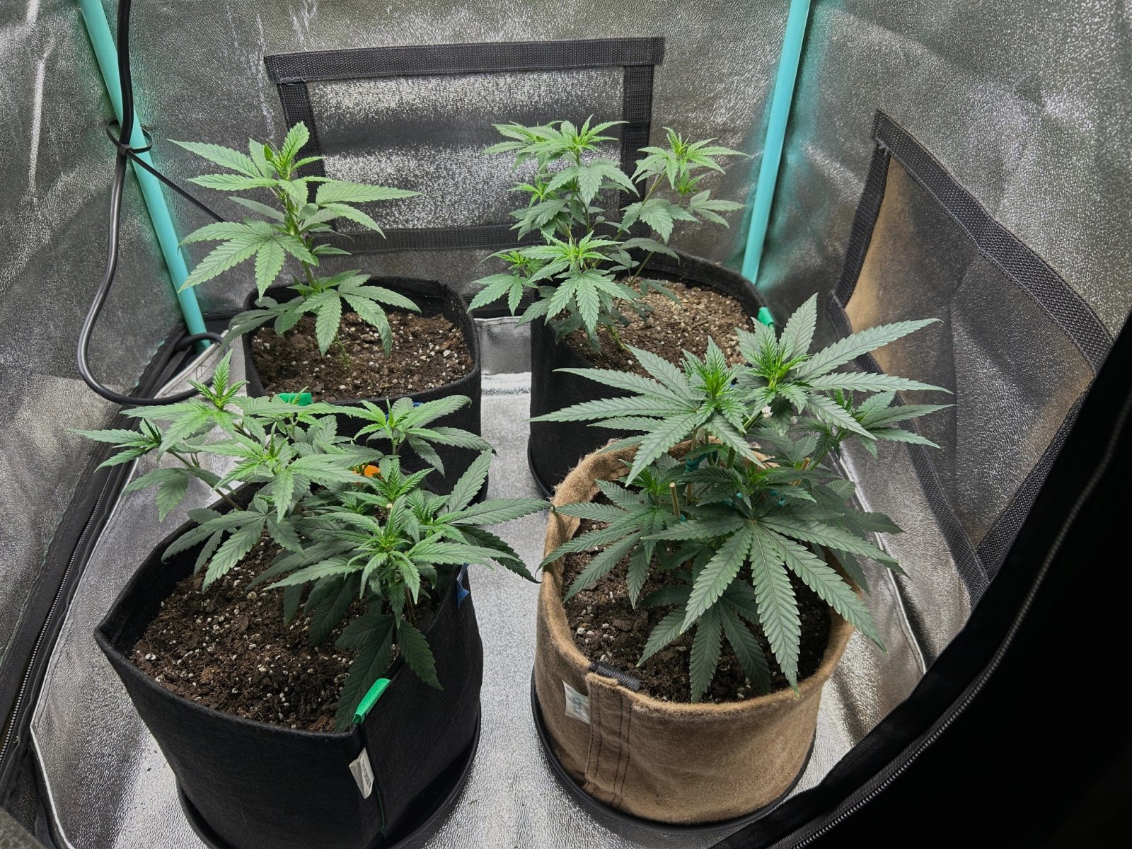 P2 clones 6-8-24 tent.JPG