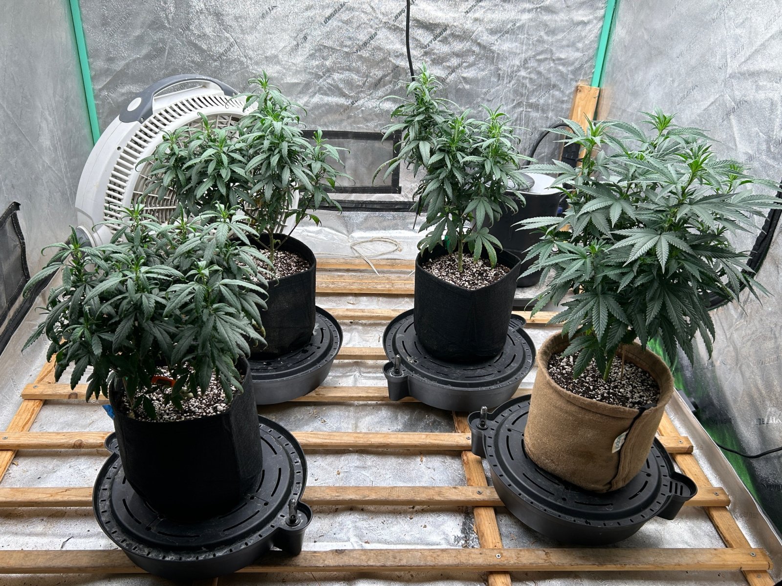 P2 clones 7-11-24 D61 flip nite.JPG