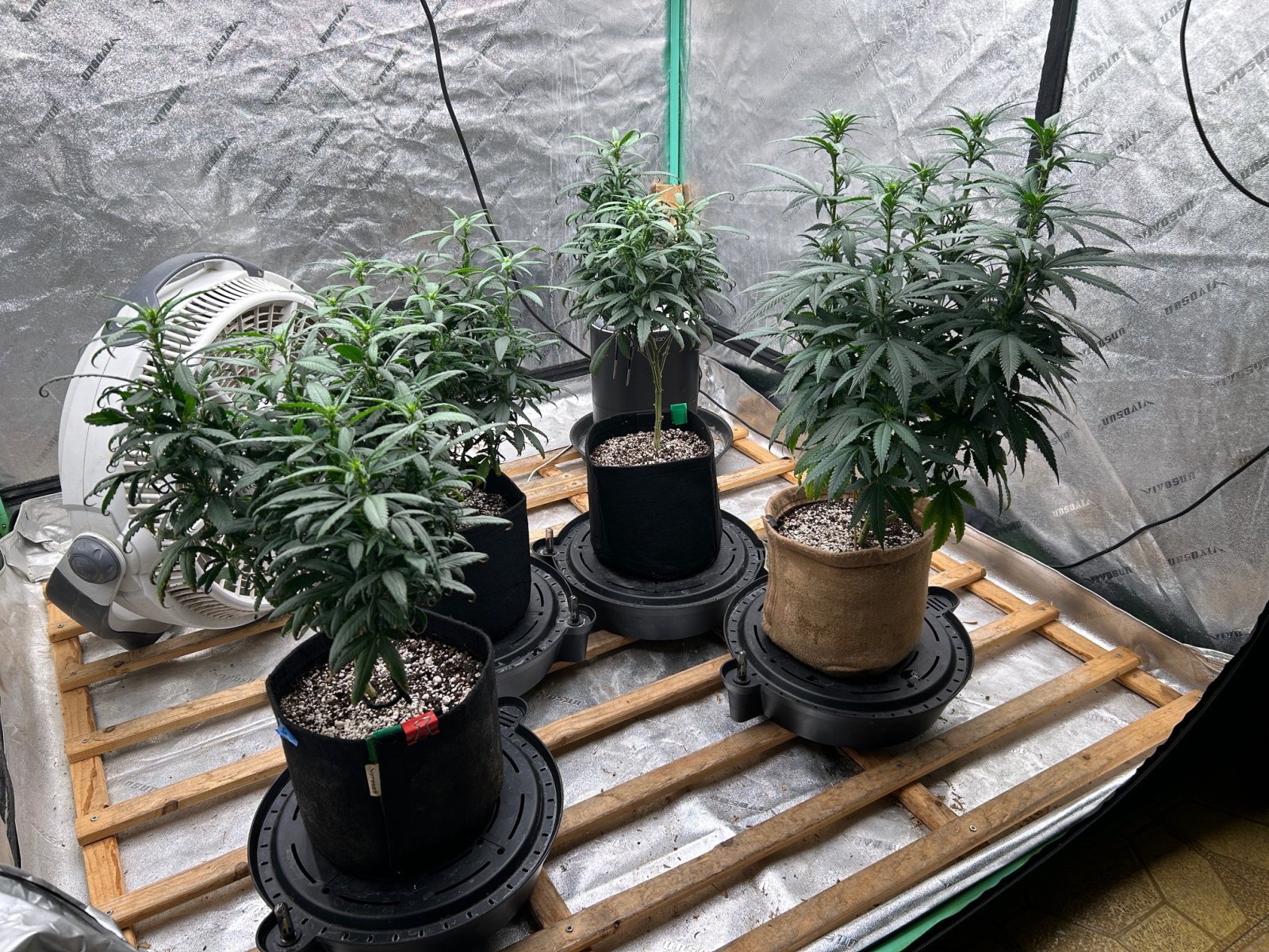 P2 Clones 7-21-24 F10 tent.JPG