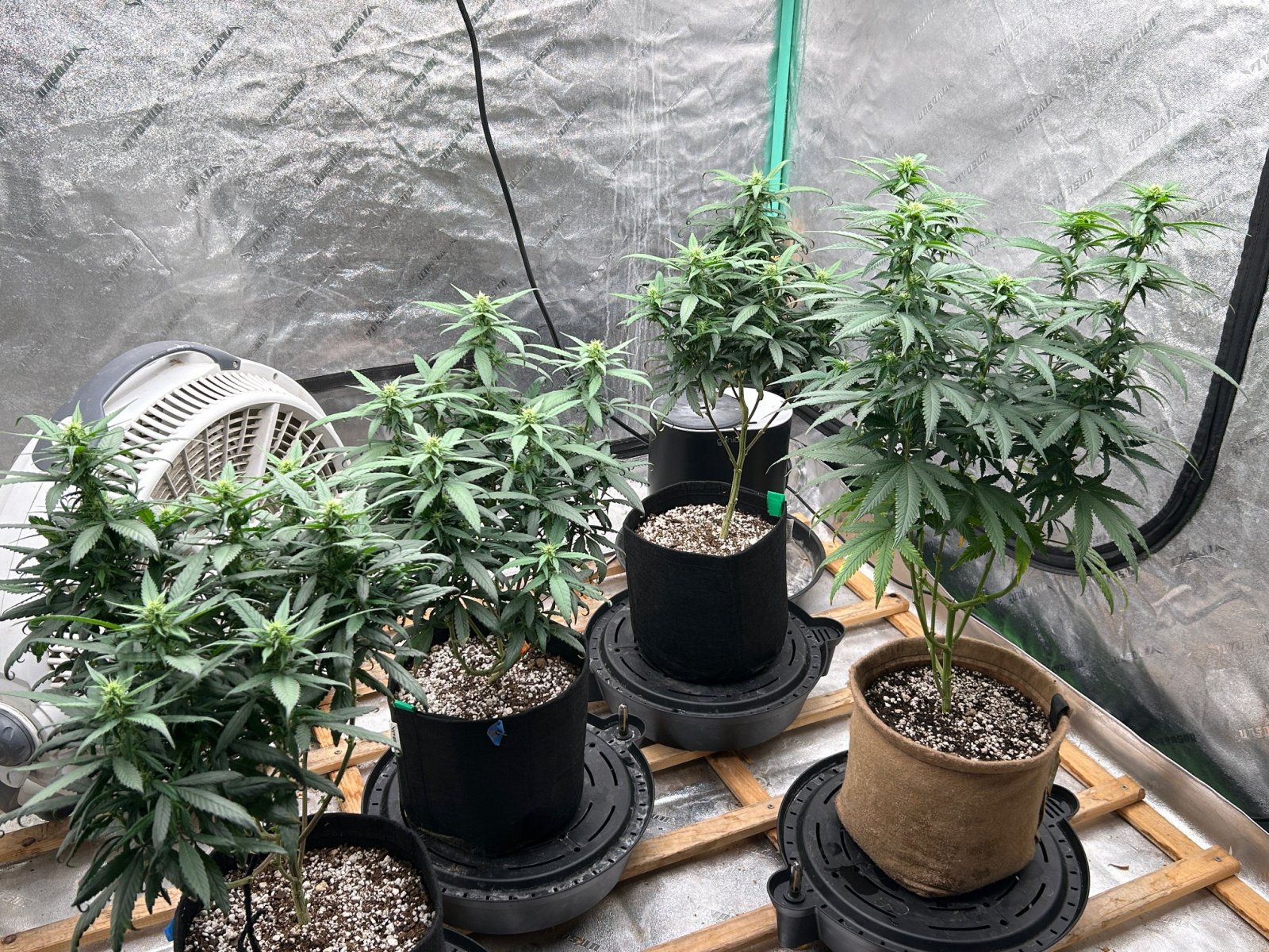 P2 clones 7-29-24 F18 tent.JPG