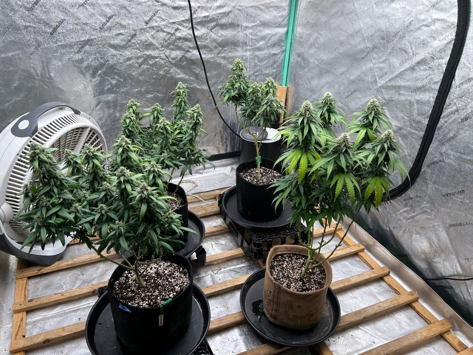 P2 clones 8-20-24 F40 ugly leaves gone.JPG