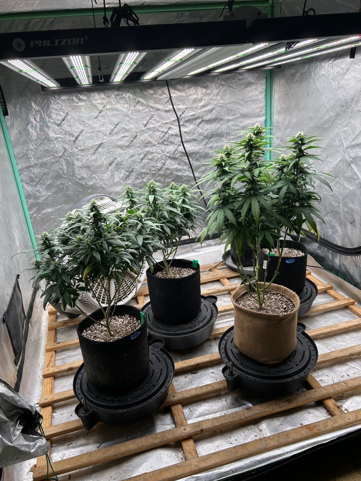 P2 Clones 8-6-24 F26 tent.JPG