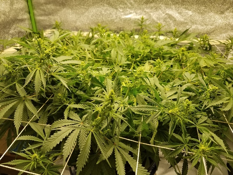 PAS-MH-DWC-Flower Day21.jpg