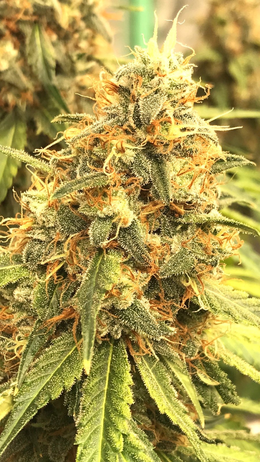 PE bud 1-1-23 F57.JPG