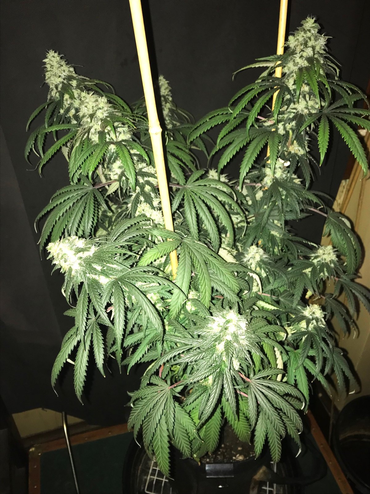 PE clone 3-31-23 F59.jpg