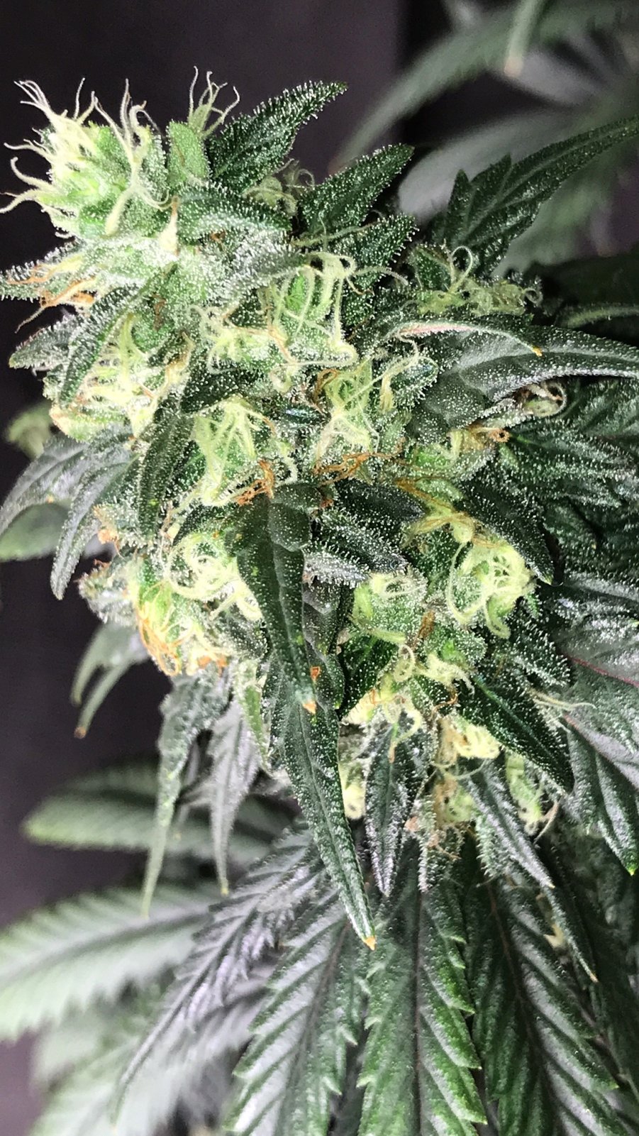 PE clone bud 3-28-23 F56.JPG