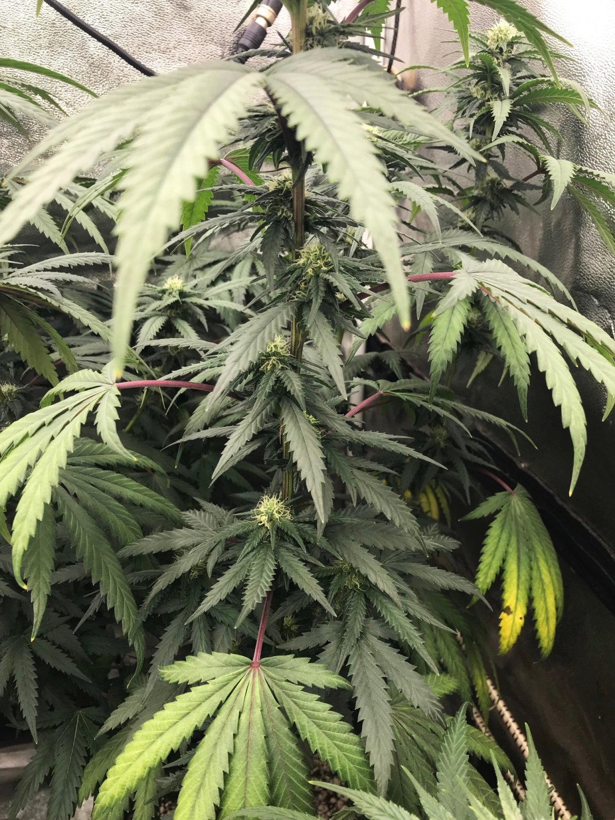 PE clone purple stems 2-28-23.jpg