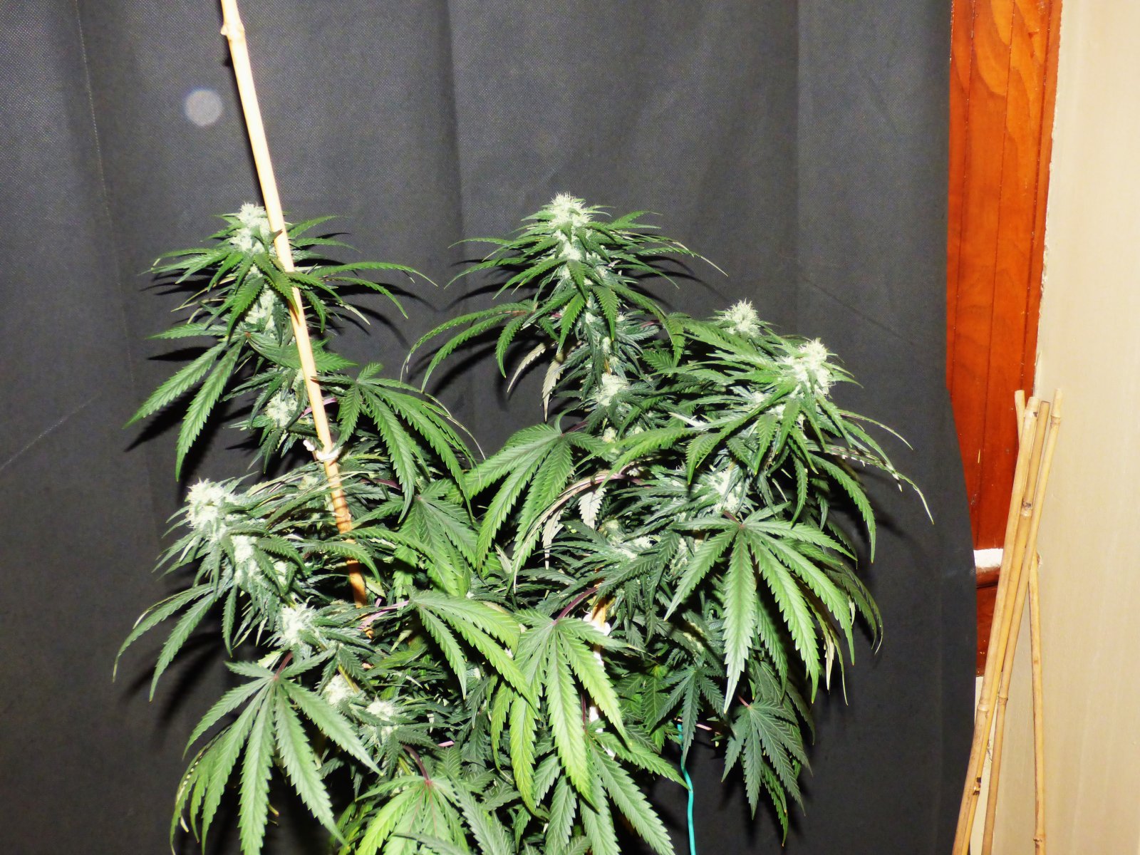 PE clone top 3-10-23 F38.JPG