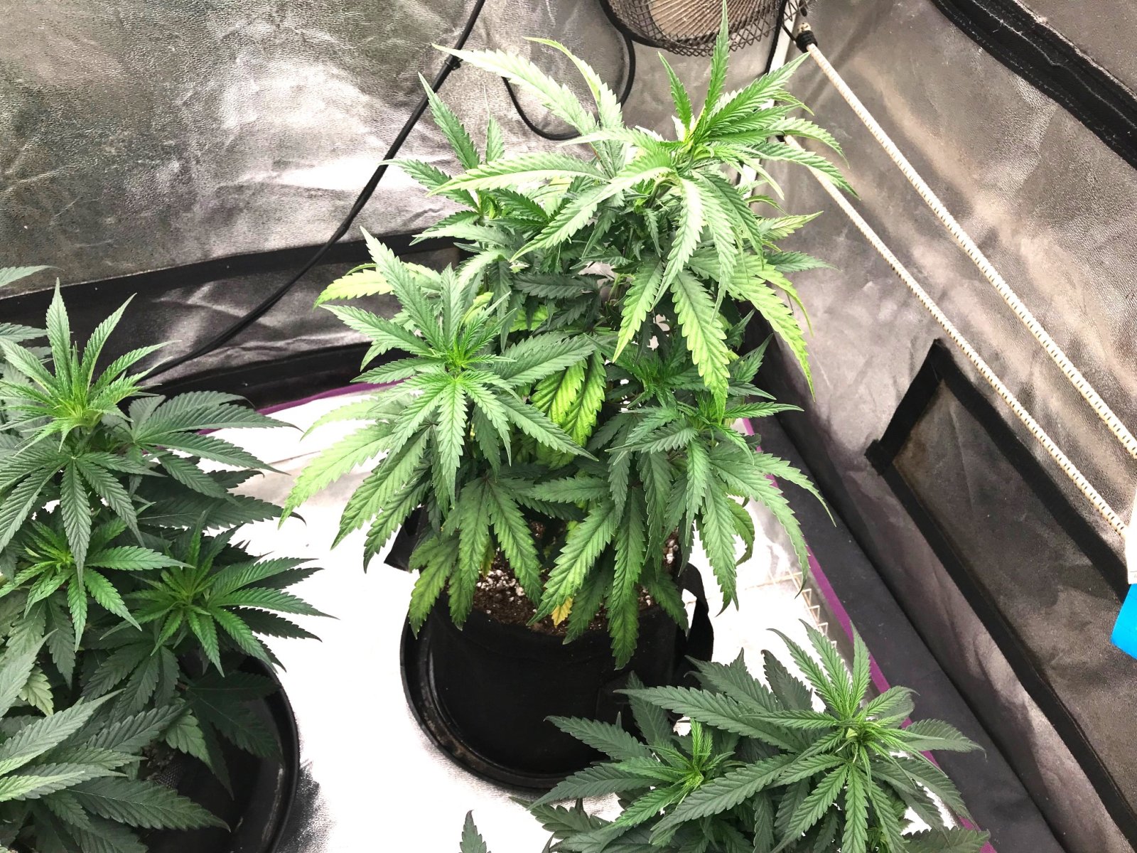 PE clone up-pot1 1-27-23.jpg