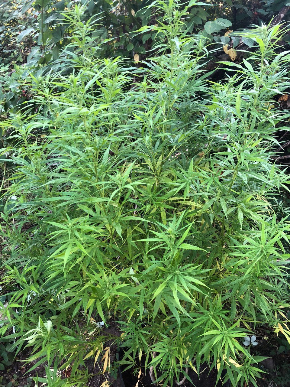 Personal Sativa mother late flower sativa dominant pheno.jpg