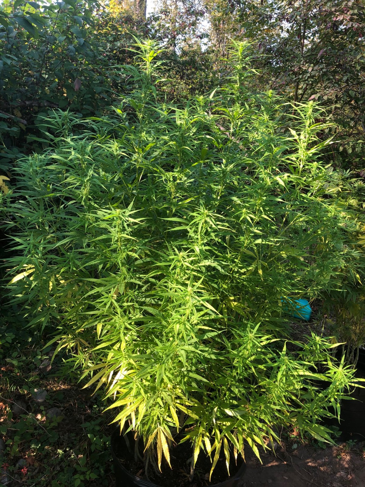 Personal Sativa Outdoor .jpg