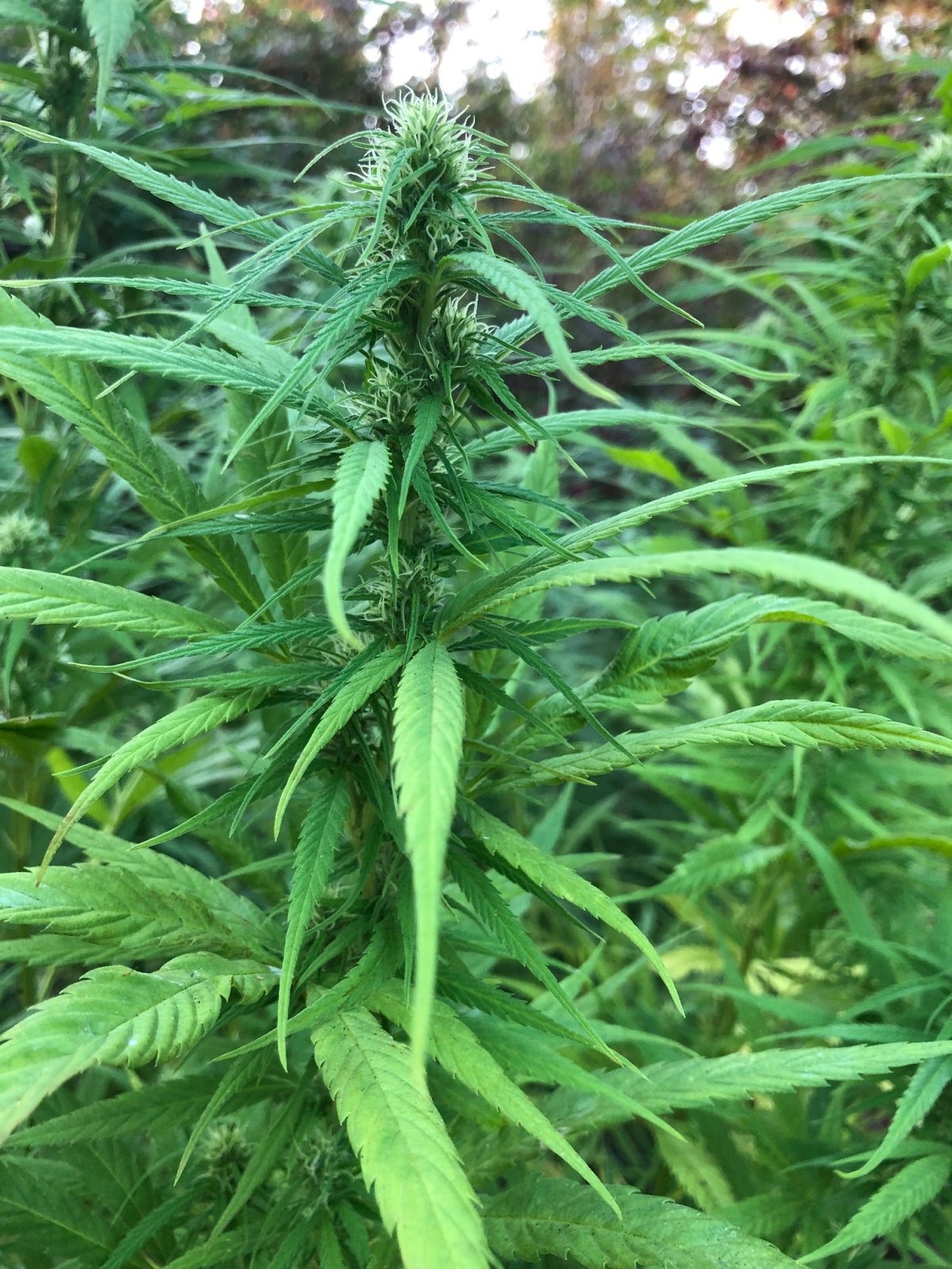 Personal Sativa pheno Outdoors sativa dominant.jpg