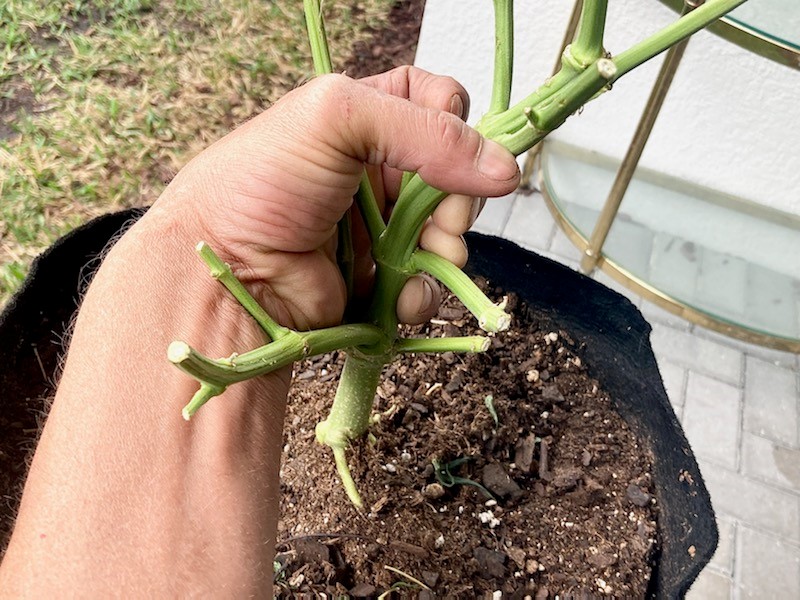 Perspective root shot.jpg